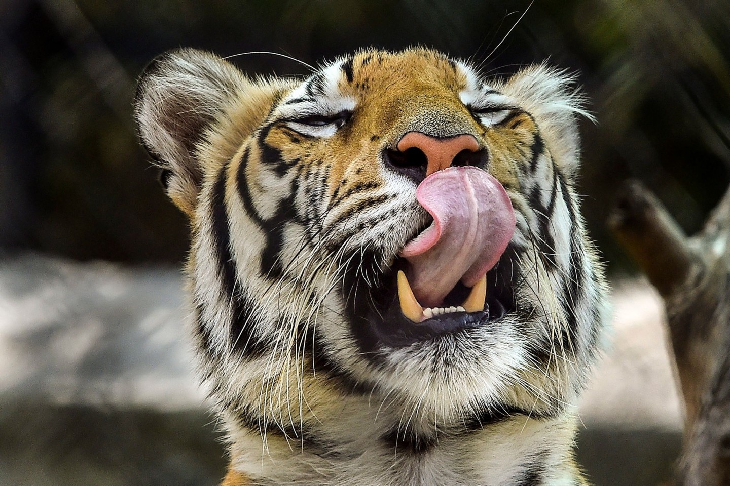 In Indien leben Bengal-Tiger - sie werden auch Königs- oder Indischer Tiger genannt.