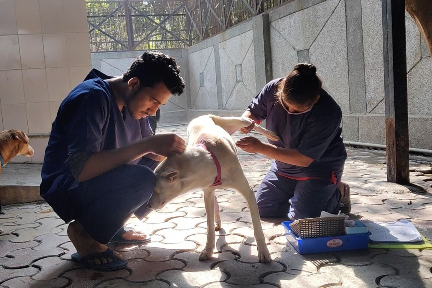 Hunde werden nach der Sterilisation im Zentrum für Geburtenkontrolle und Sterilisation postoperativ versorgt.