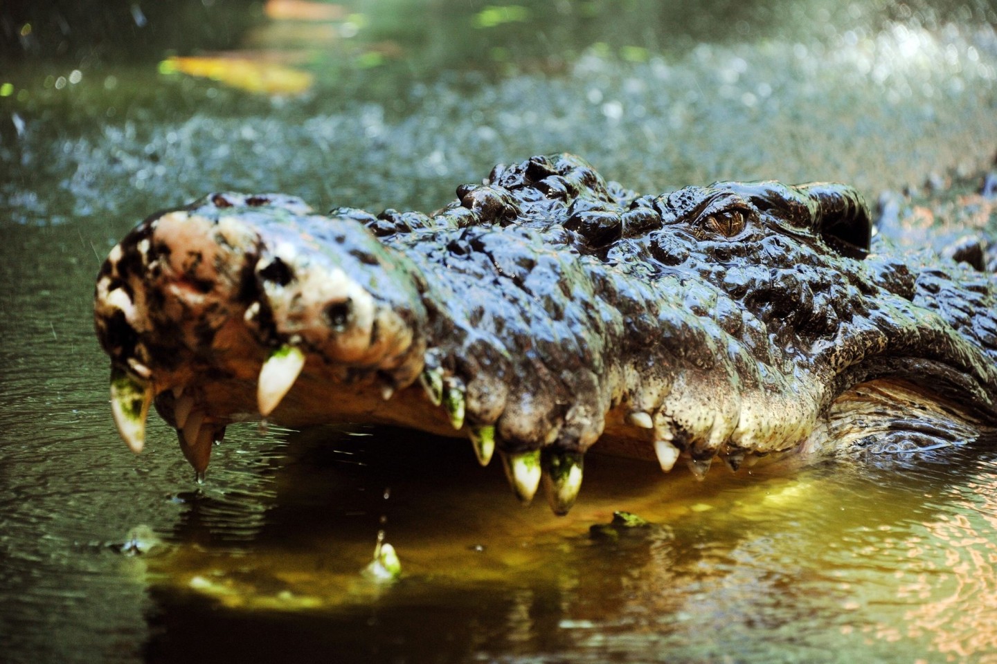 Eine junge Britin überlebte einen Krokodilangriff in Sambia (Symbolbild).