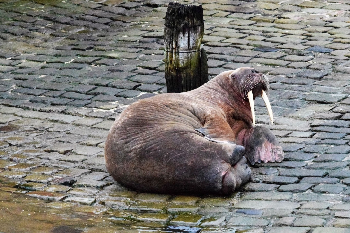 An Silvester strandete ein Walross im Hafen von Scarborough.