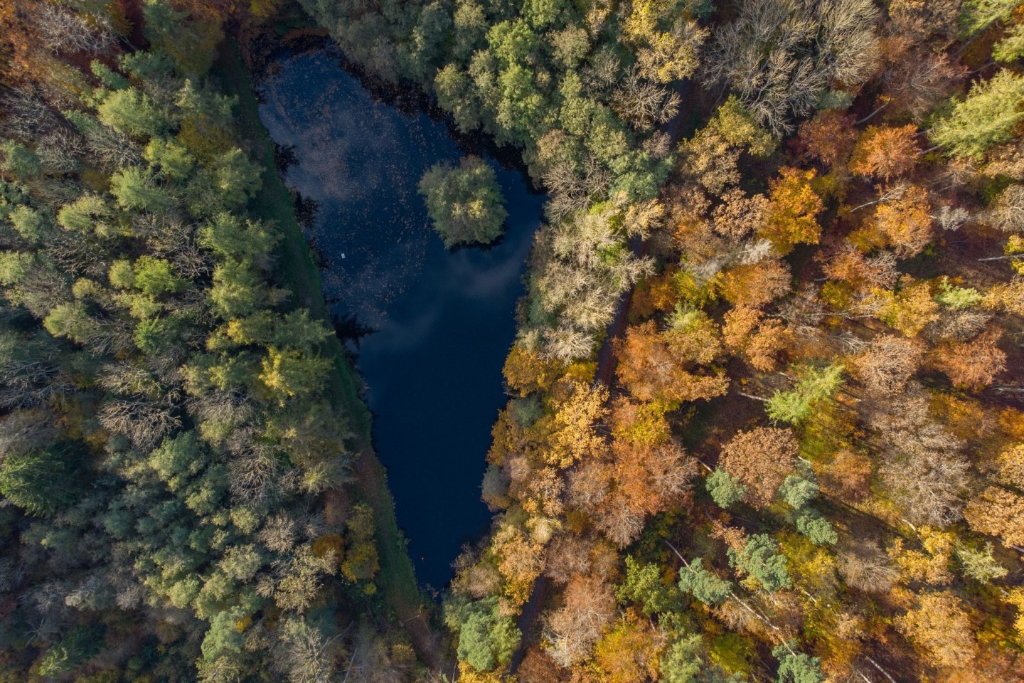 Herbstlich verfärbte Bäume im Taunus.