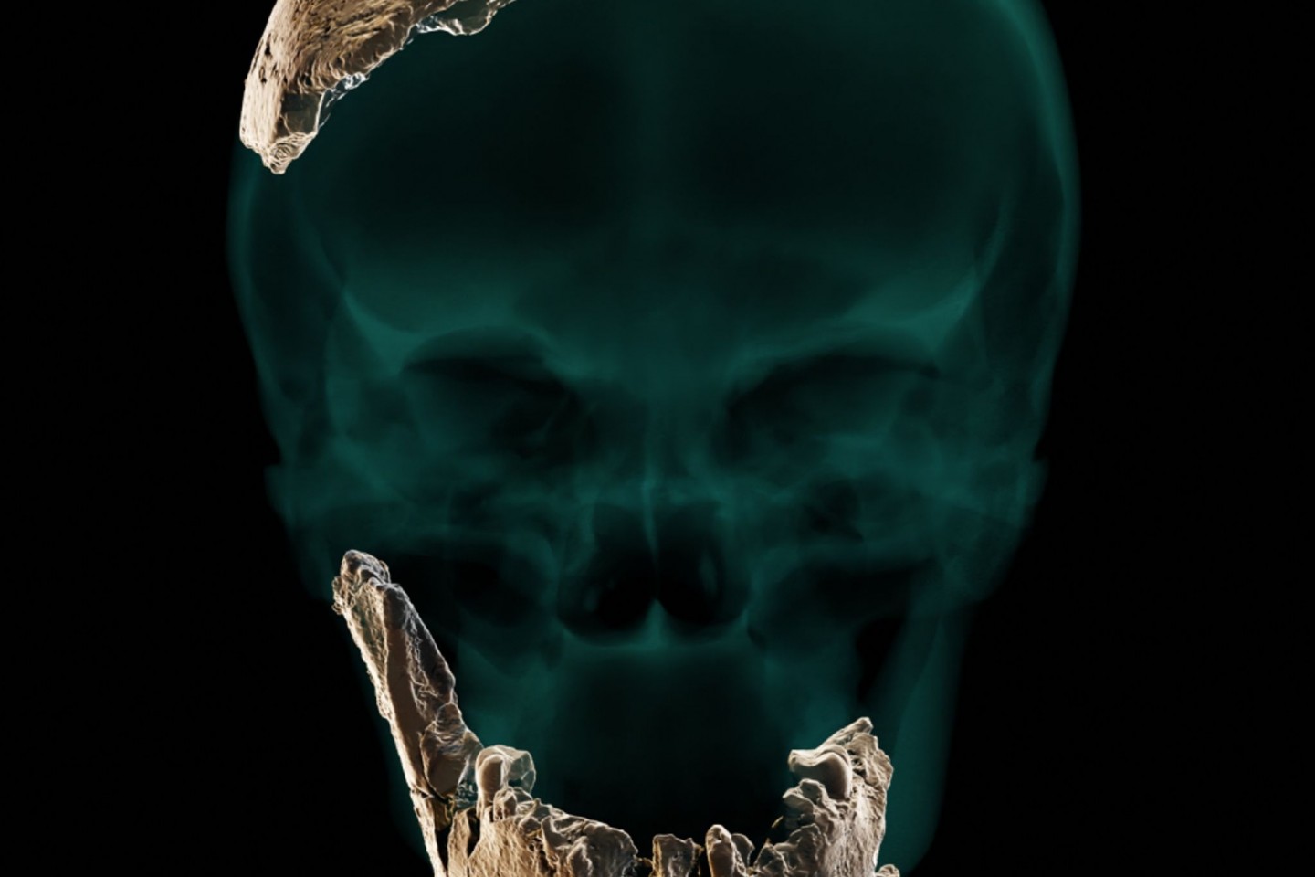 Die Illustration zeigt die gefundenen Überreste an ihrer entsprechenden Stelle eines Kopfes.