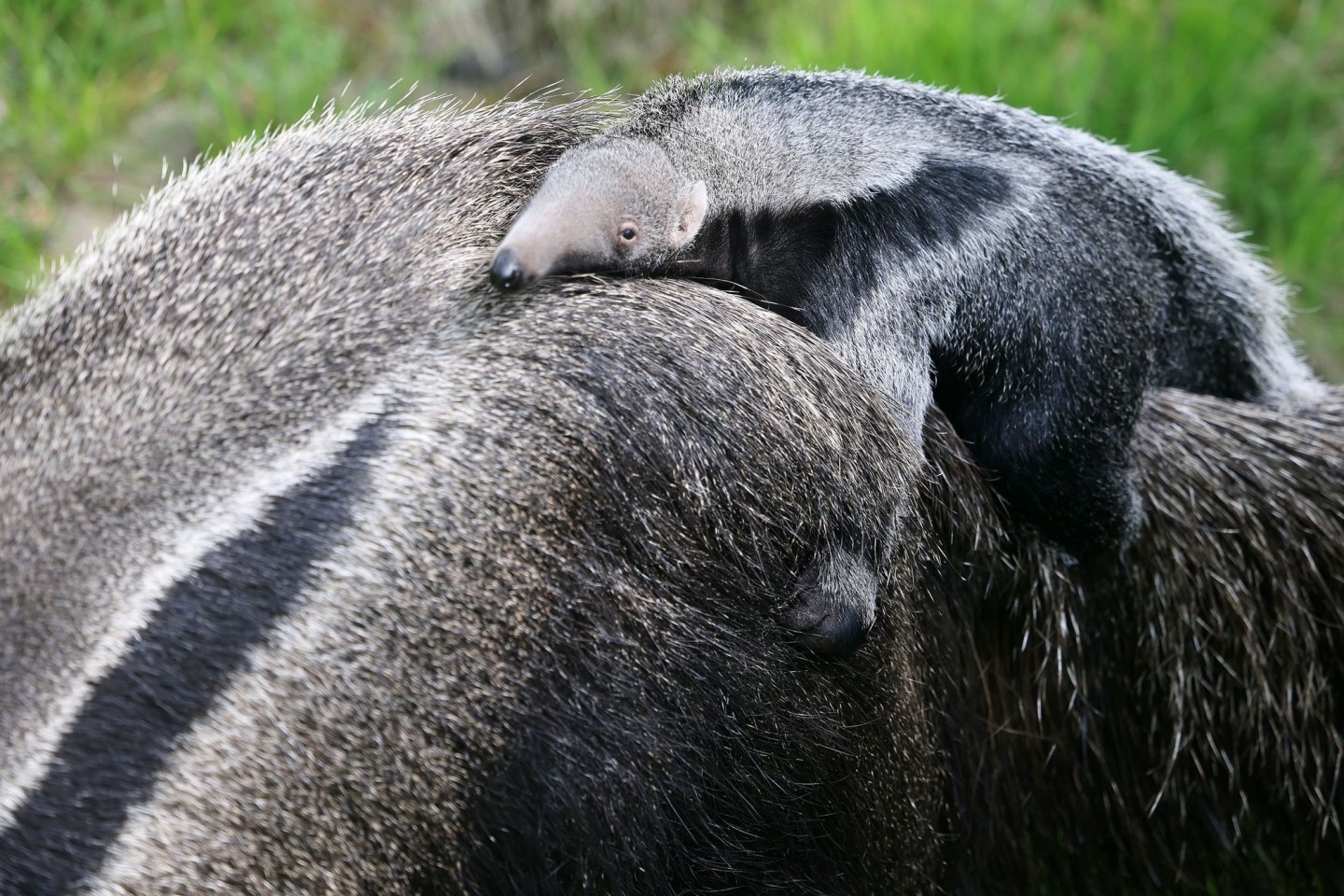 Das Jungtier sitzt auf dem Rücken seiner Mutter Ibera.