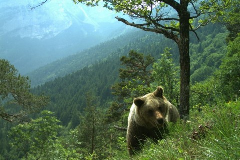 Kritik an Gesetz zur Tötung von Bären im Trentino 