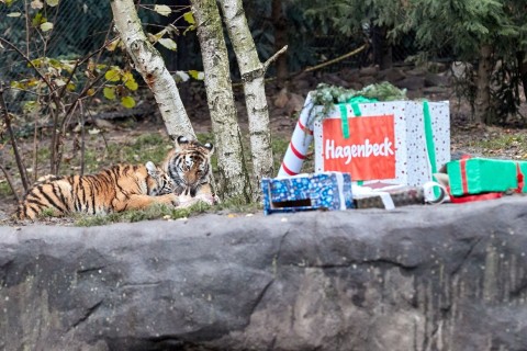Leckere Nikolaus-Geschenke für Tigerkinder