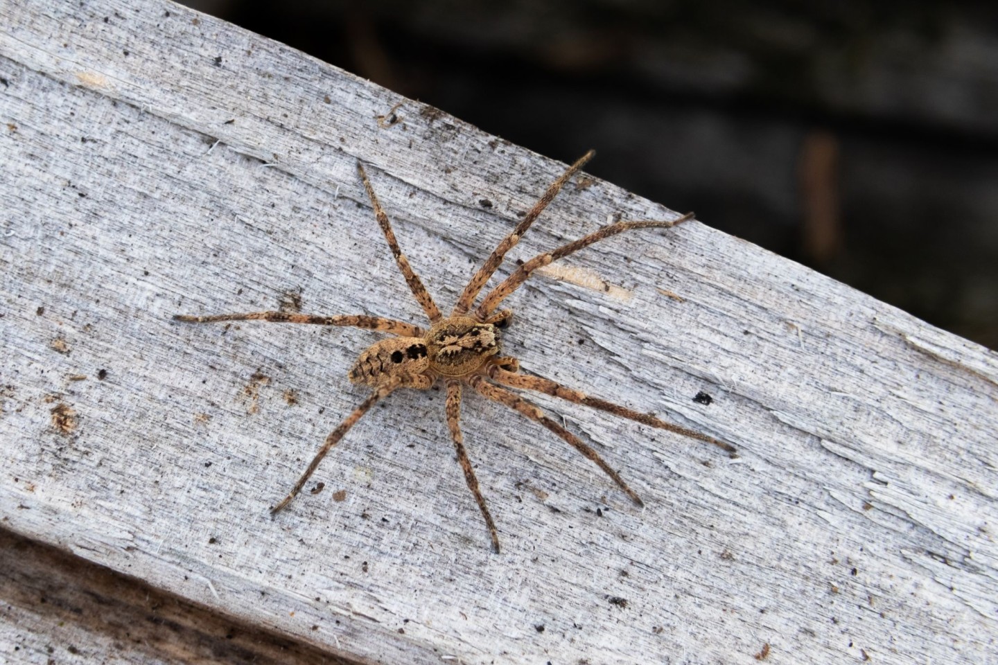 Die aus dem Mittelmeergebiet stammende Nosferatu-Spinne hat sich inzwischen fast deutschlandweit ausgebreitet.