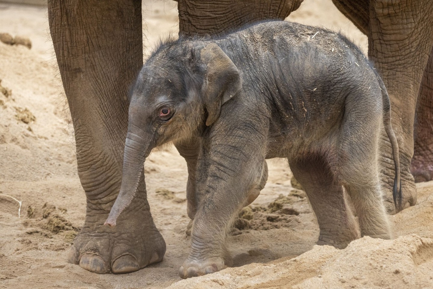 Elefantenmama Dokkoon hat das Kalb nach 22-monatiger Schwangerschaft gesund zur Welt gebracht.