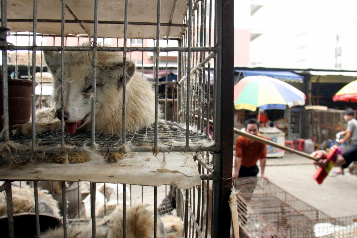 Marderhunde liegen in engen Käfigen auf dem Xin Yuan Markt.