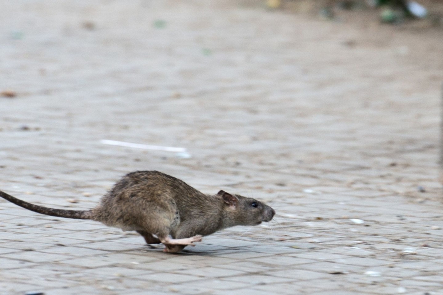 «Ratten werden dieses Jobangebot hassen», heißt es in einer Stellenausschreibung der New Yorker Stadtverwaltung.