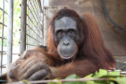 Orang-Utan Ben: 500. Auswilderung auf Borneo