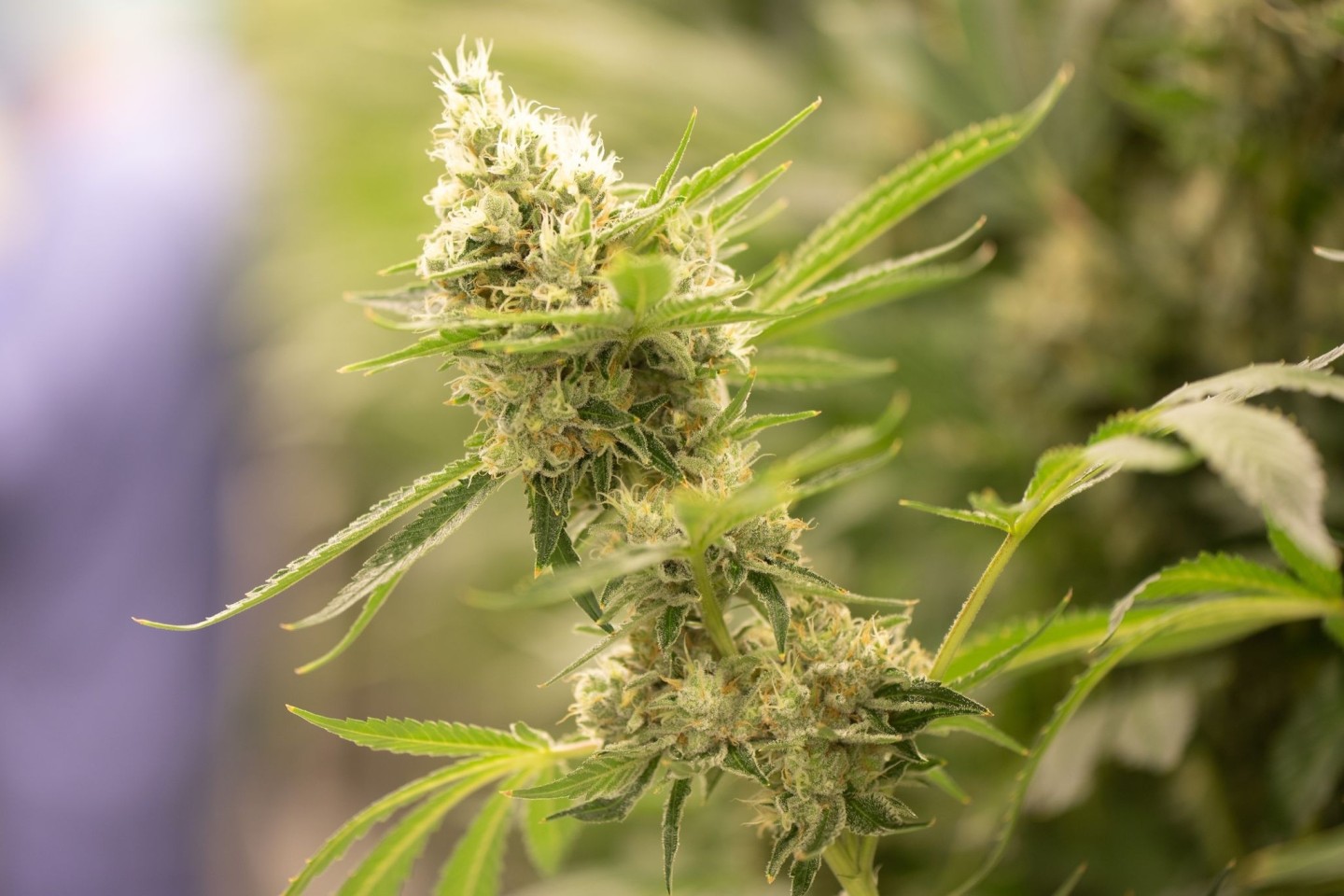 Die Polizei in Österreich fand Cannabis in rauen Mengen.