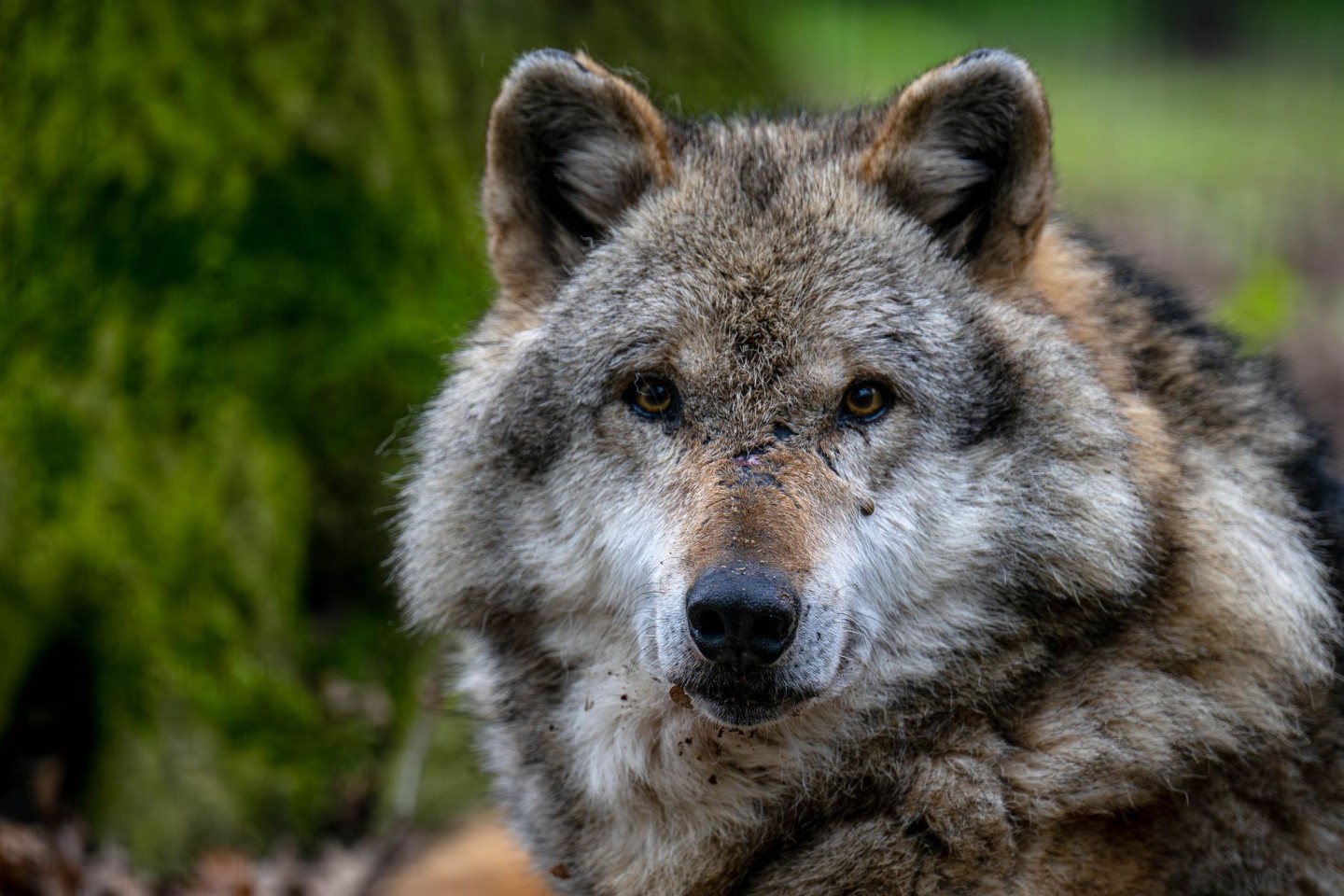 Ein Europäischer Grauwolf in einem Gehege des Wolfcenters Dörverden.
