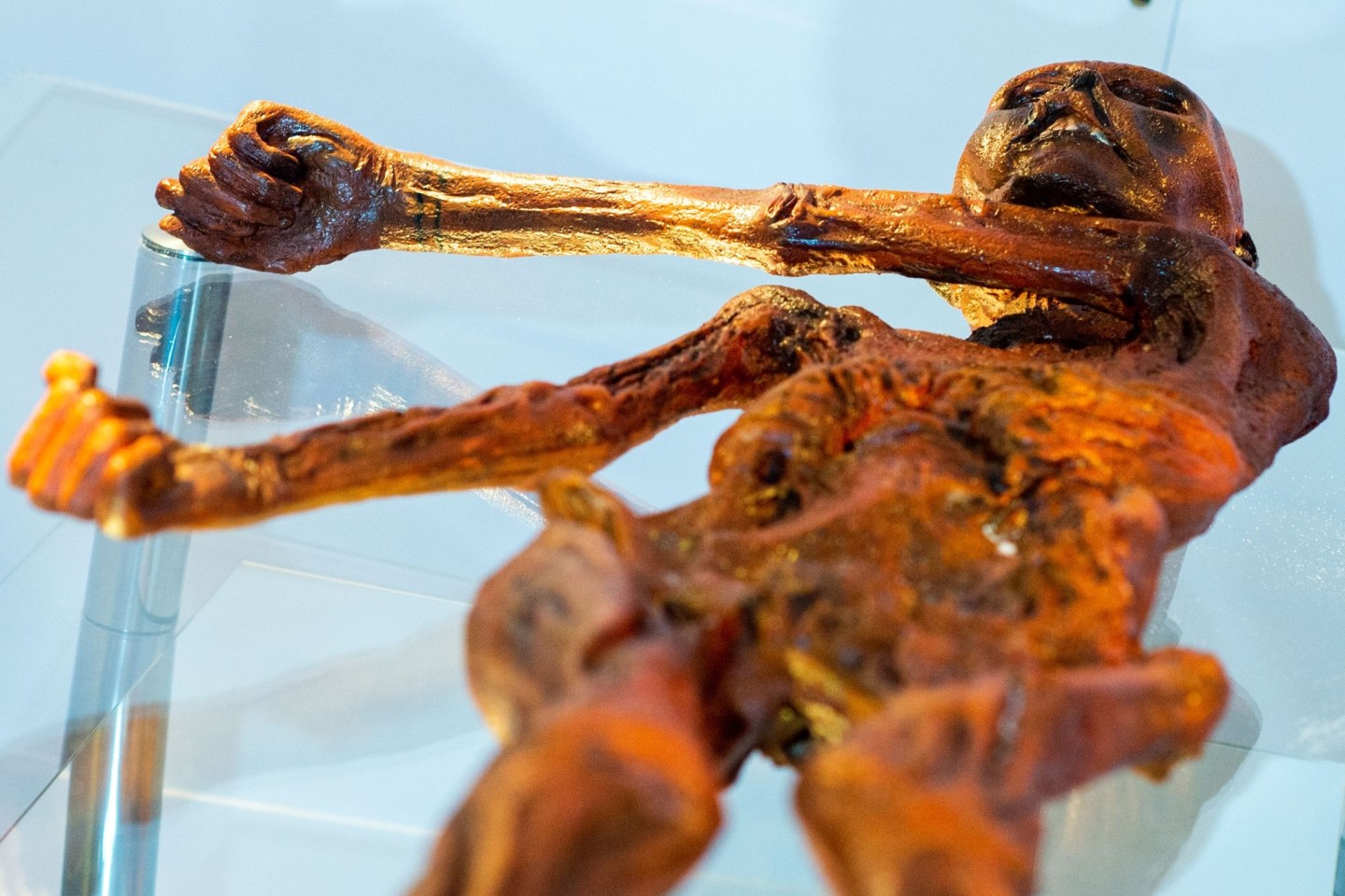 Ein Replikat des 1991 in den Ötztaler Alpen entdeckten Steinzeitmenschen «Ötzi» im Museum für Naturkunde in Magdeburg.