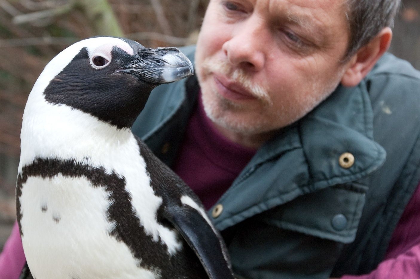 Tierpfleger Peter Vollbracht betrachtet im Münsteraner Allwetterzoo das Brillenpinguin-Weibchen Sandy. Der bei den Zoo-Besuchern beliebte und aus dem Fernsehen bekannte Pinguin ist im Alter...