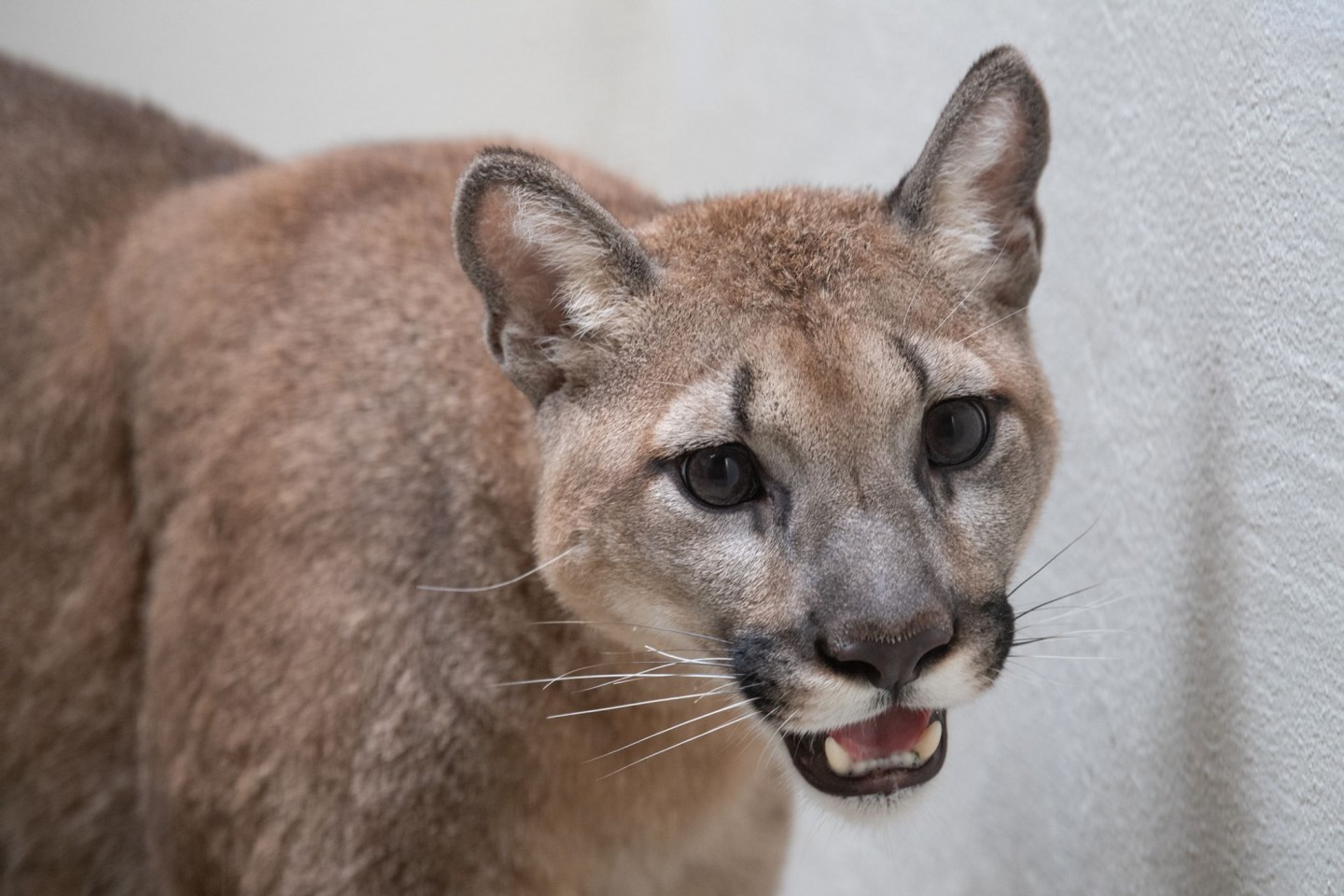 Dieses vom Bronx Zoo zur Verfügung gestellte Foto zeigt einen Puma im Bronx Zoo.