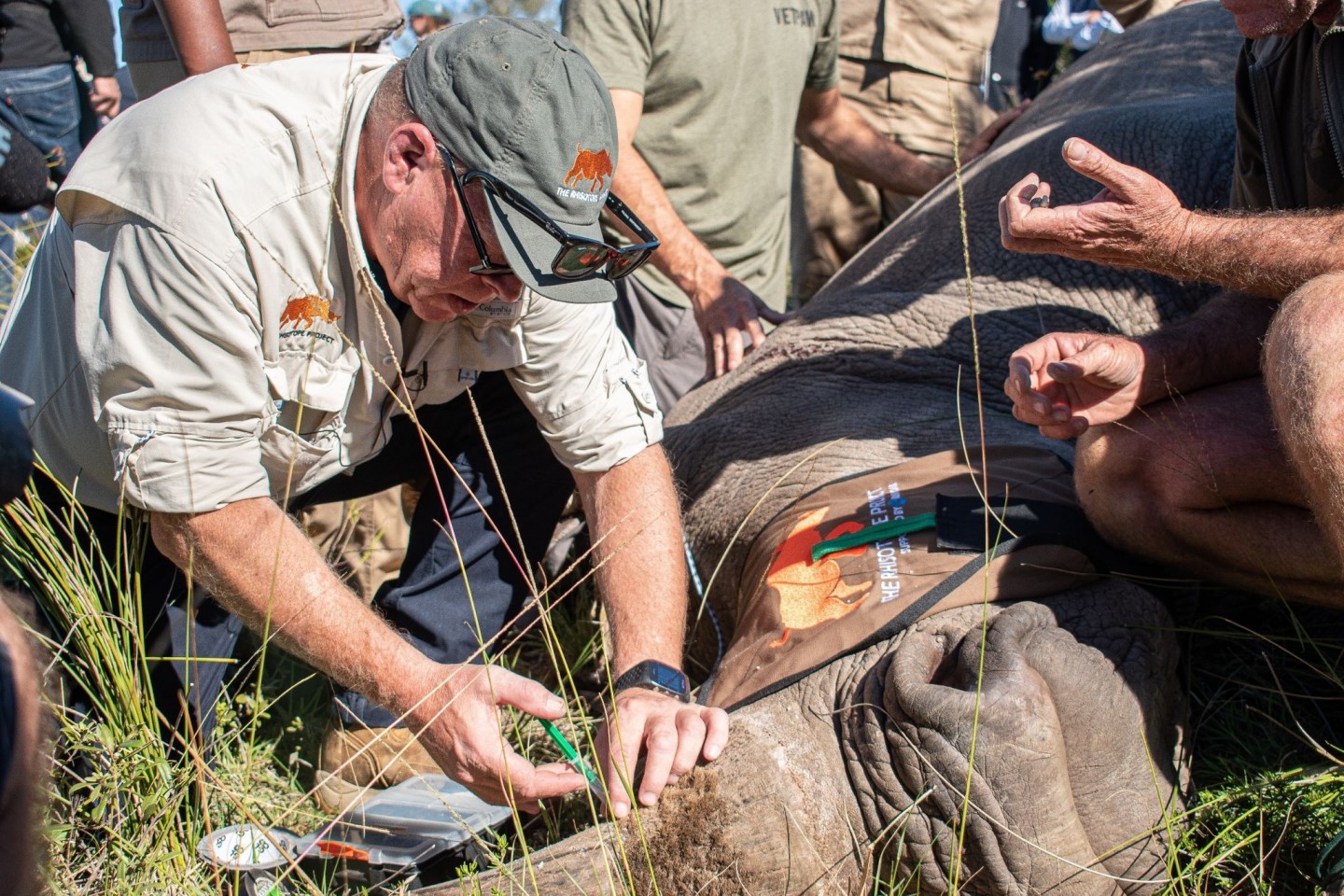 Professor James Larkin von der Johannesburger Witwatersrand-Universität spritzt eine präparierte Aminosäure ins Horn eines Nashorns.