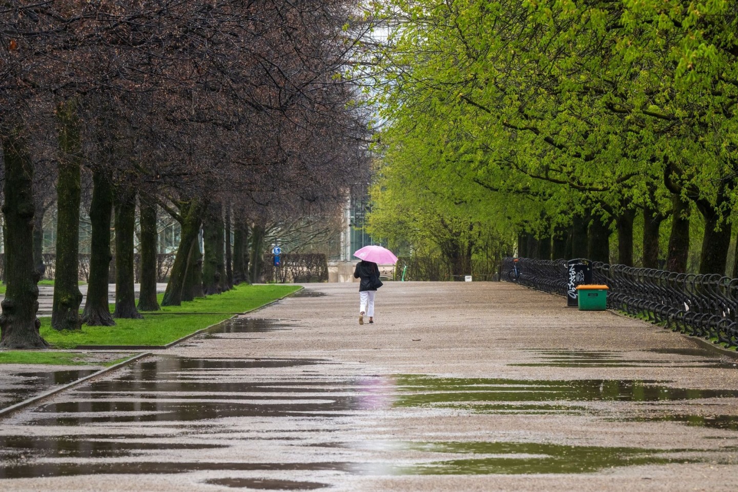 Eine Frau mit Regenschirm geht im Münchner Hofgarten durch die teilweise schon austreibenden Baumalleen.