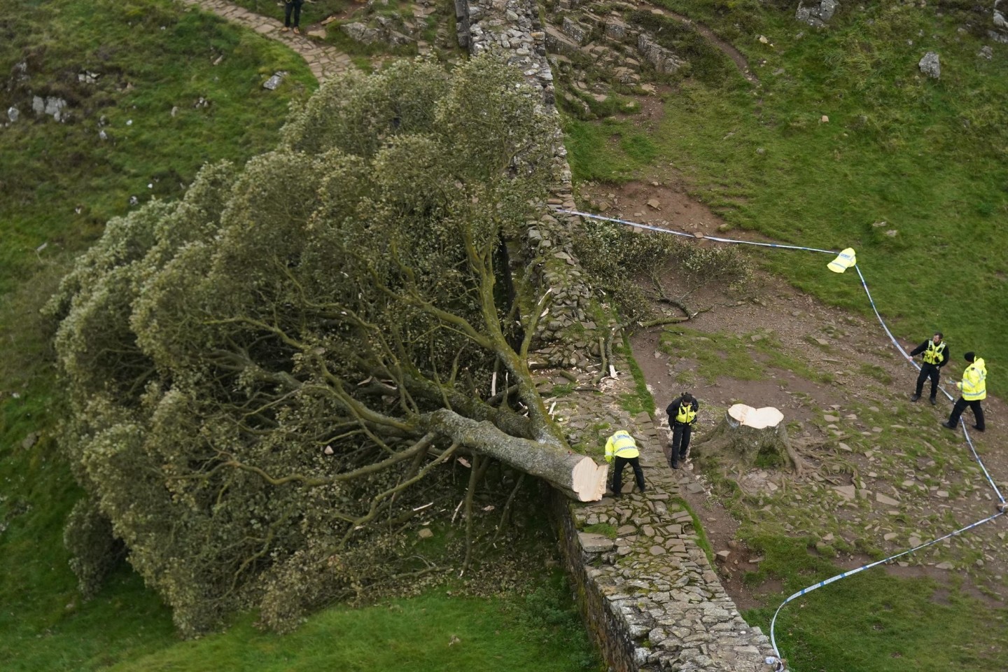 Die Abholzung des «Robin-Hood-Baums» hatte in Großbritannien Trauer und Entsetzen ausgelöst.