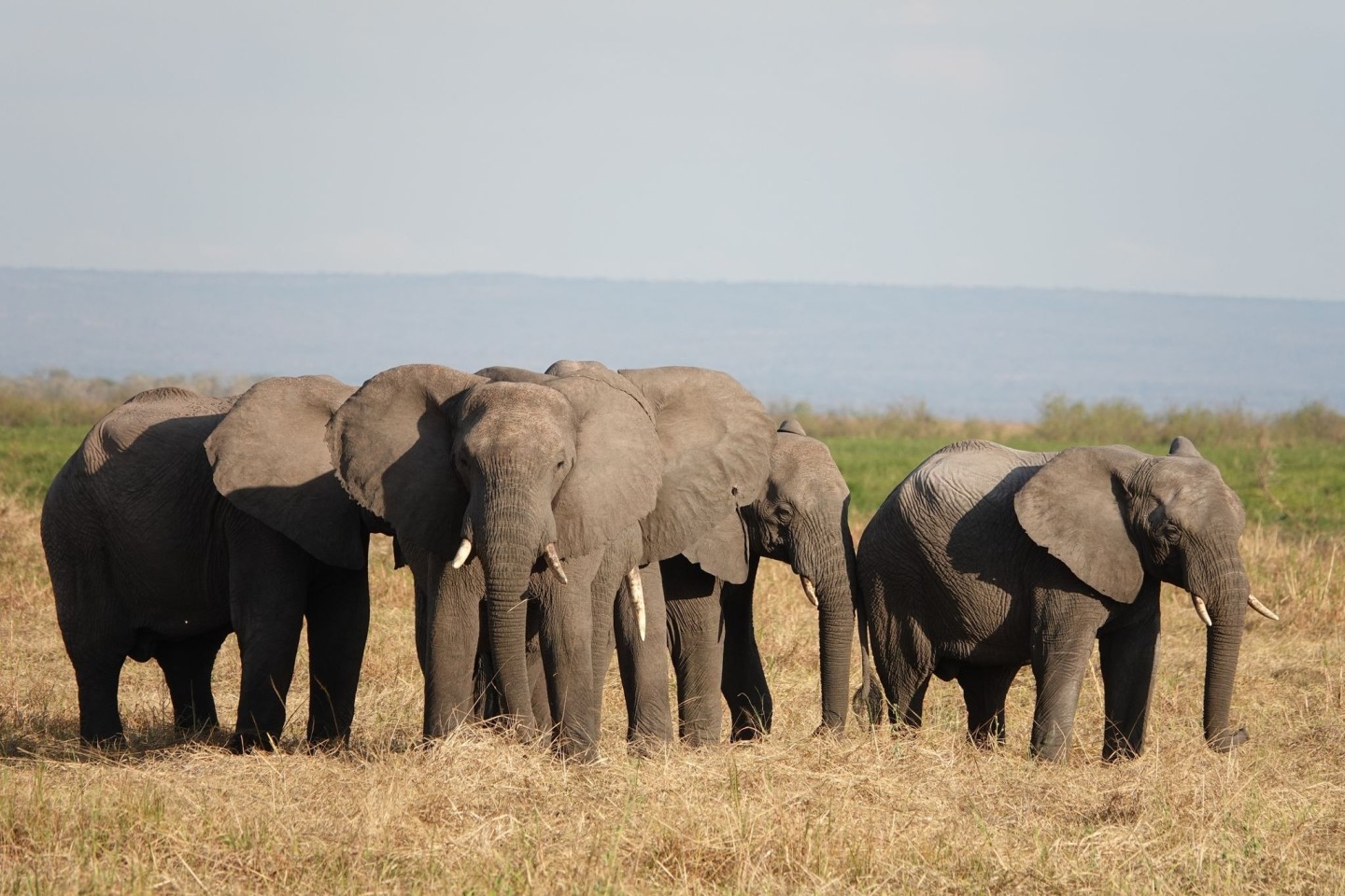 Elefanten stehen im Ruaha-Nationalpark.