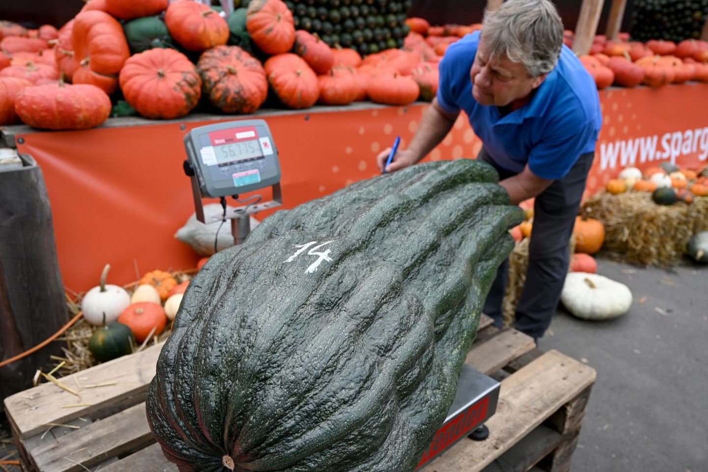 Stolze 56,75 Kilo brachte diese Zucchini auf die Waage - ein neuer deutscher Rekord.
