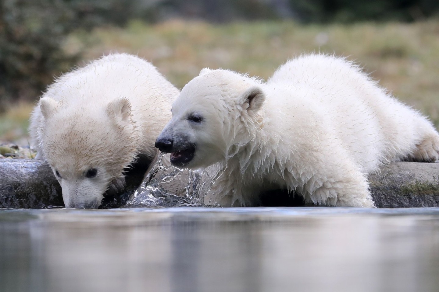 Nach ihrer Taufe zeigen sich die im November geborenen Eisbär-Zwillinge Kaja und Skadi zum ersten Mal den Zoobesuchern.
