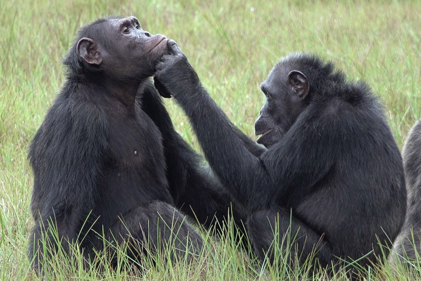 Roxy und Thea aus der Gemeinschaft von etwa 45 Schimpansen, die im Loango-Nationalpark in Gabun leben und vom «Ozouga»-Schimpansenprojekt untersucht werden.