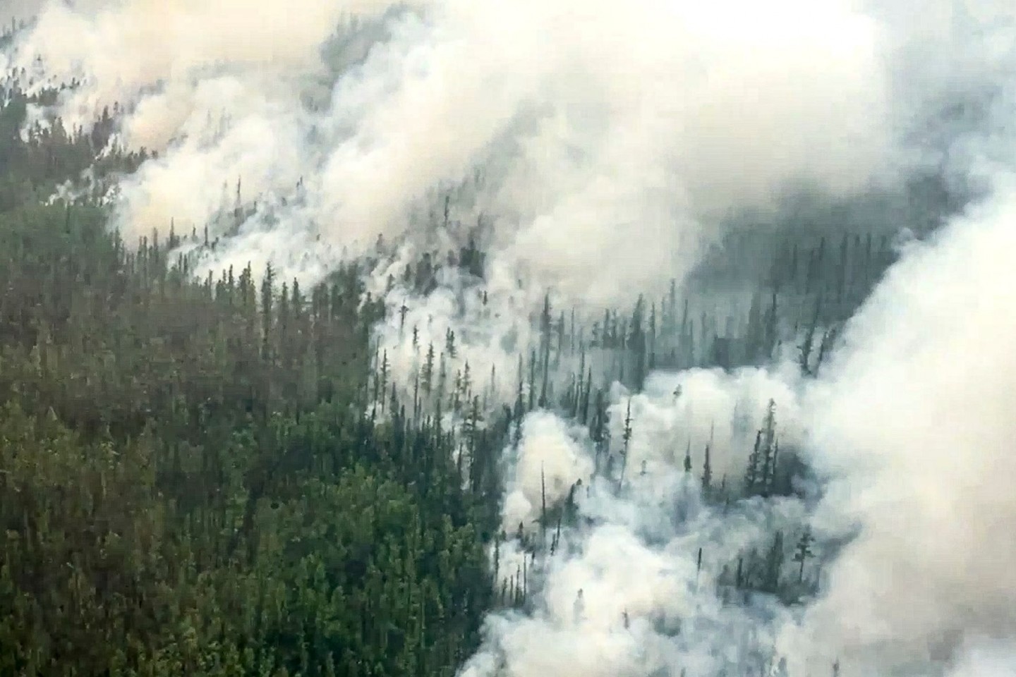 Jedes Jahr stehen in Russlands Wäldern riesige Baumbestände in Flammen.