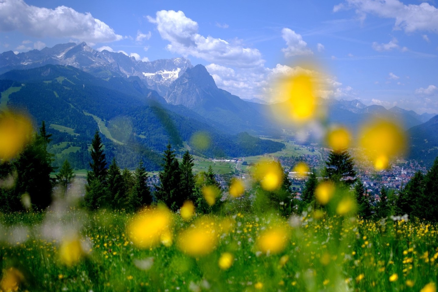 Sommer in den Bergen: Blumen blühen auf einer Wiese am Wank in Bayern, im Hintergrund sind die Gipfel des Wettersteins mit der Zugspitze zu sehen.