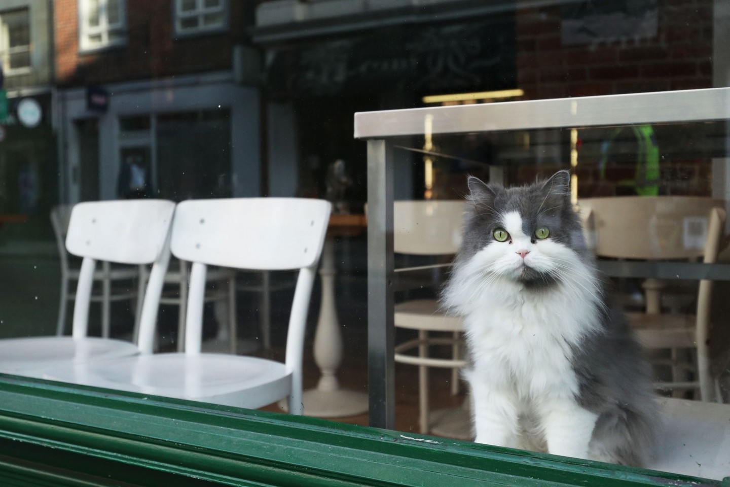 Eine Katze schaut durch das Fenster eines Restaurants im Londoner Stadtteil Soho.