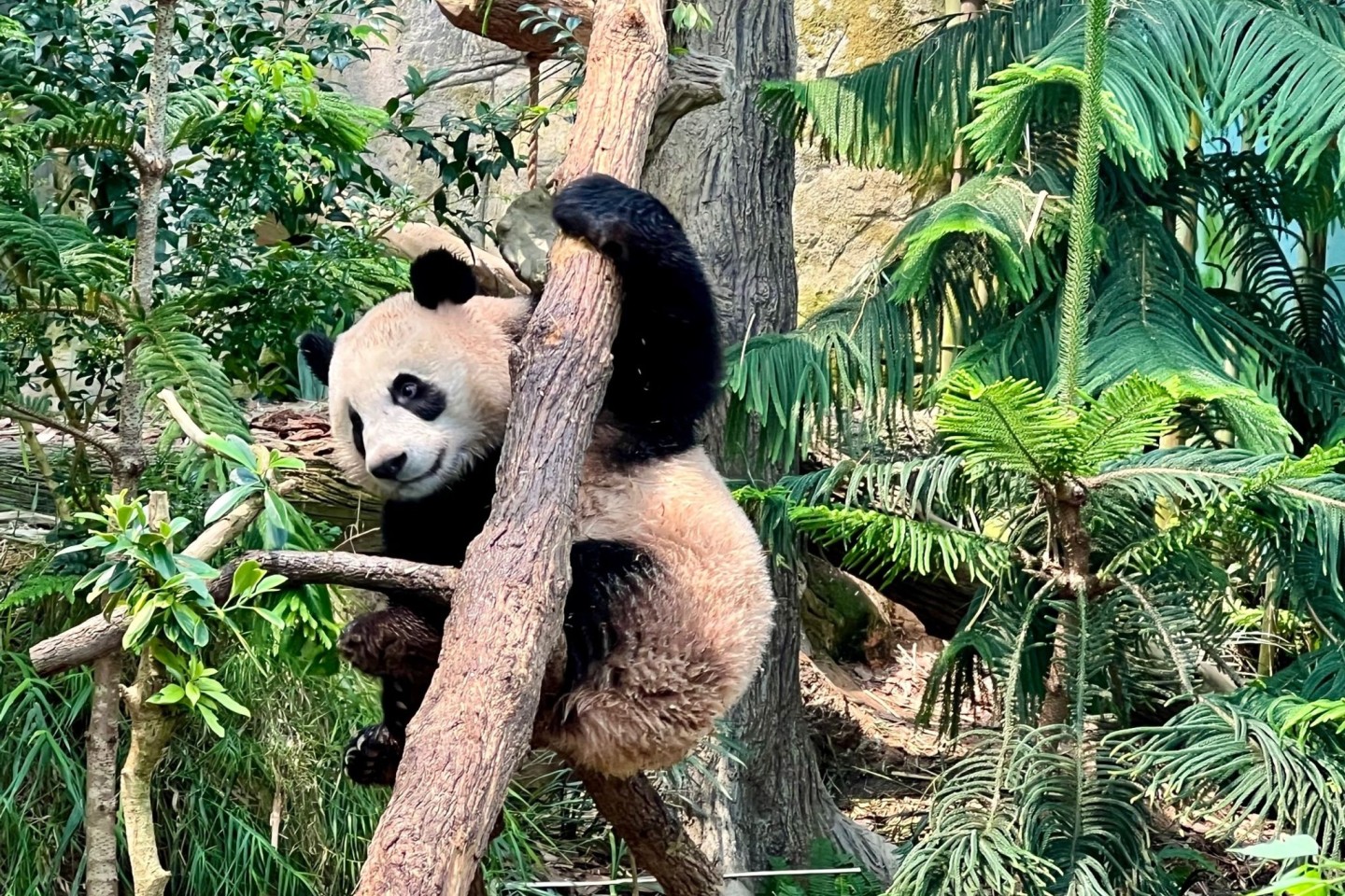 Noch bis zum 20. November können Besucher den kleinen Panda Le Le in seinem Gehege im Zoo in Singapur bestaunen.