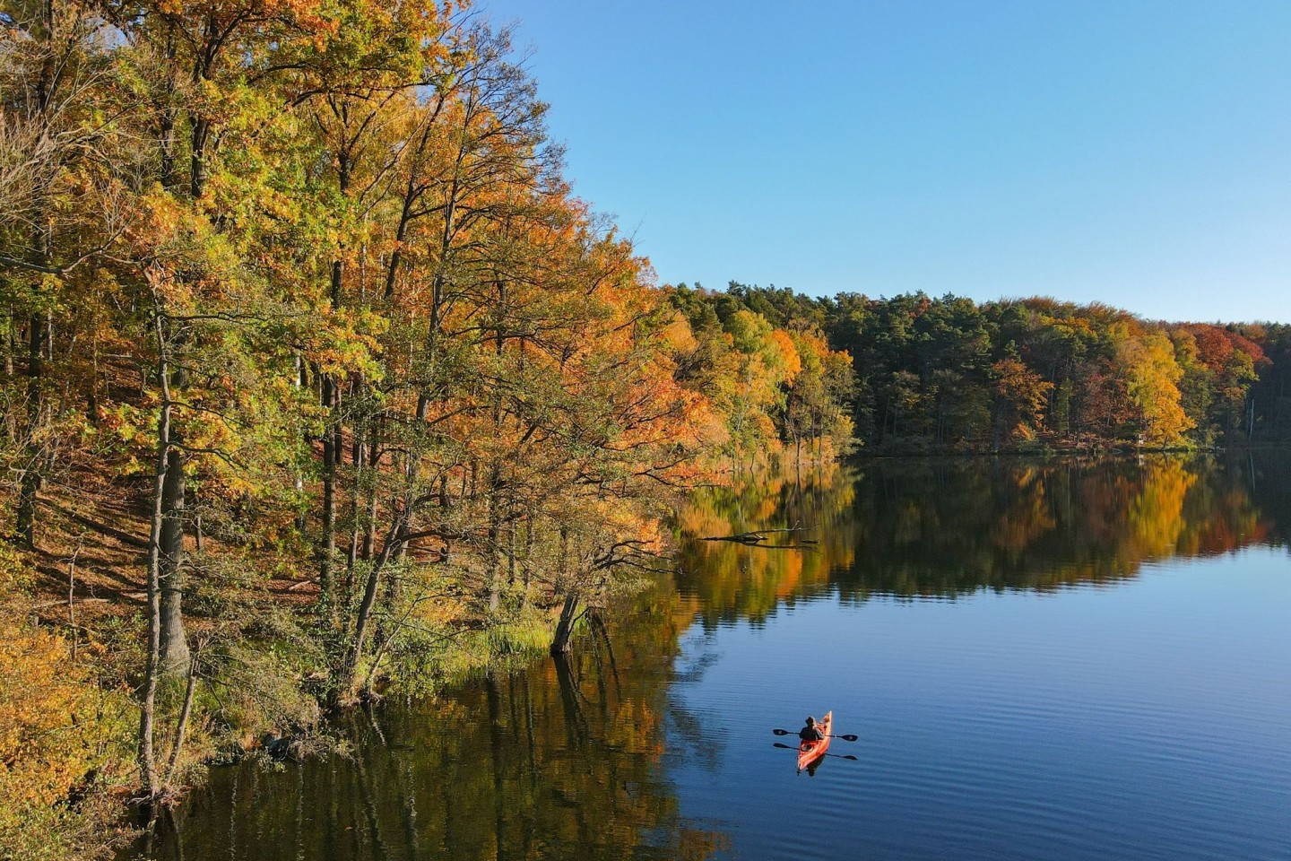 Mit dem Kajak über den Trepliner See in Brandenburg: Am Ufer leuchtet der Wald in den schönsten Herbstfarben.