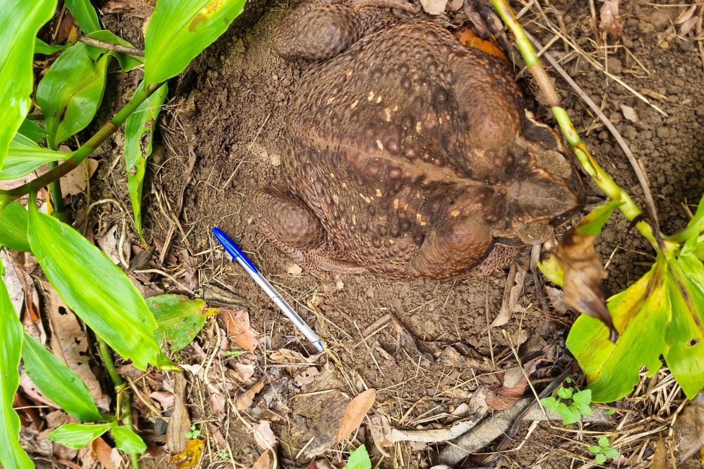Eine Aga-Kröte («Cane Toad») im Conway National Park in der Whitsunday-Region im Norden Queenslands Sie wurde «Toadzilla» getauft.