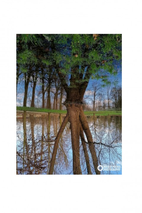 Wandbild "Spiegelbaum" Leinwand