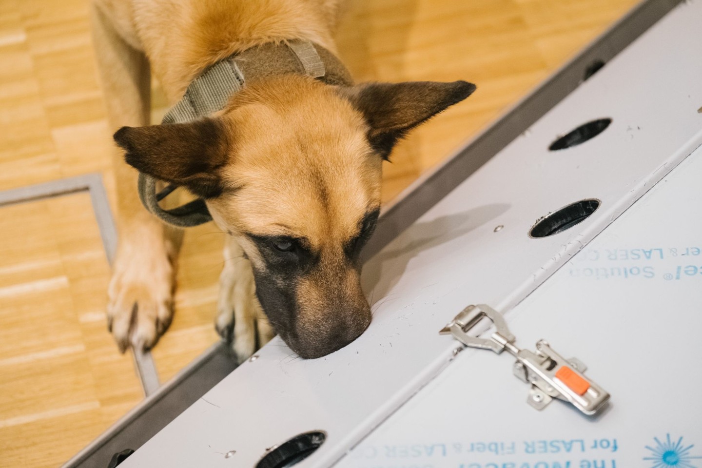 Der belgische Schäferhund Filou schnüffelt in der Tierärztlichen Hochschule (TiHo) an einer Trainingsmaschine für Corona-Spürhunde. Laut einer Studie können sie auch Long-Covid-Patient...