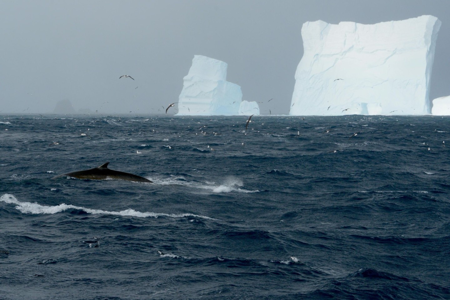 Ein Finnwal vor einem Eisberg in der Nähe der Elephant Island.