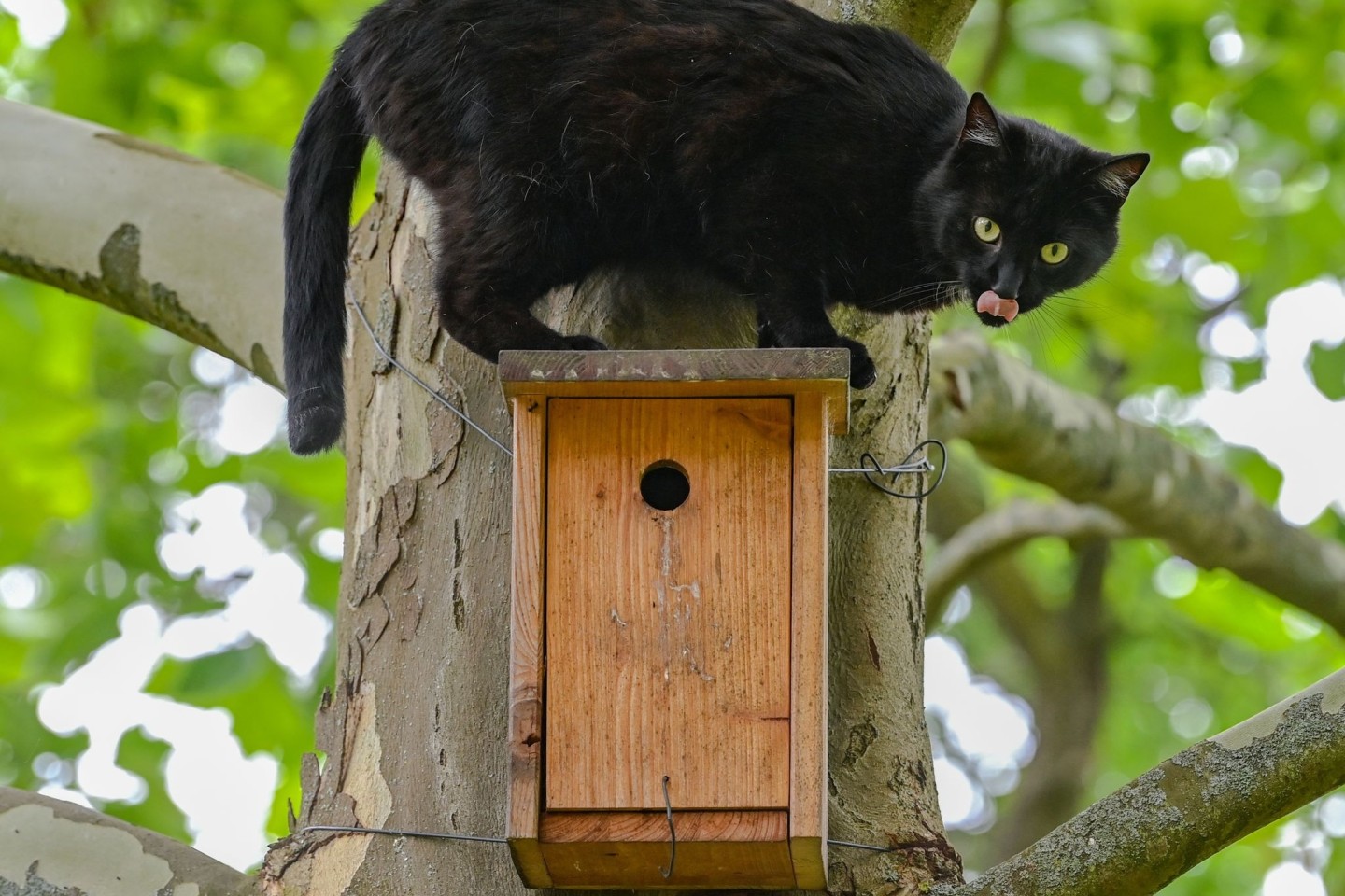 Ein schwarzer Kater sitzt während seiner Jagd nach Vögeln auf einem Nistkasten an einem Baum.