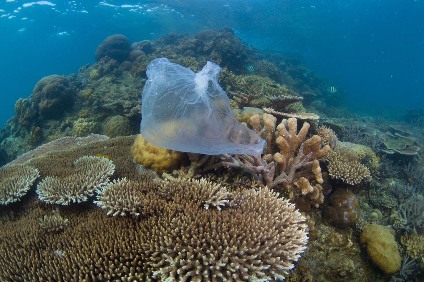 Eine Plastiktüte auf einem Korallenriff in Malaysia.