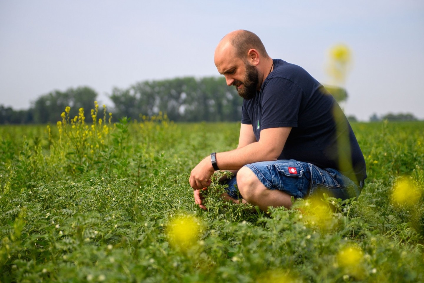 Landwirt Jonas Schulze Niehoff kontrolliert die Blüten der Kichererbsen, die er in der Magdeburger Börde angebaut hat.