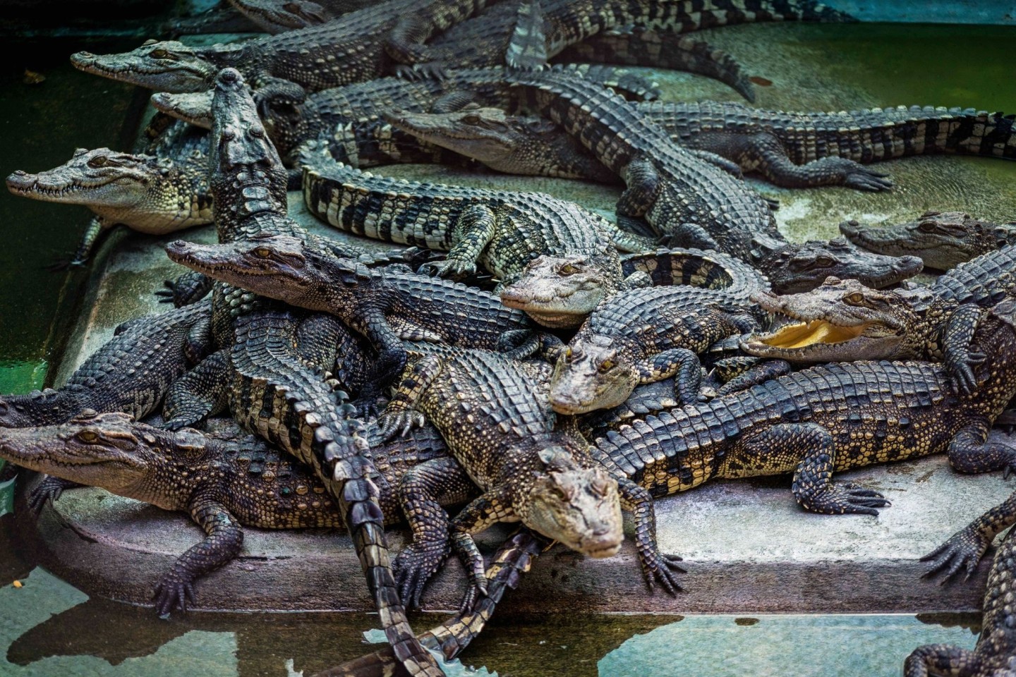 Krokodile liegen auf einer Krokodilfarm in Thailand in ihrem Gehege. (Symbolbild)
