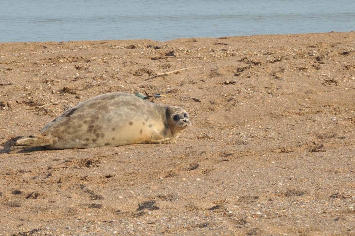 Eine Kaspische Robbe liegt an der russischen Küste des Kaspischen Meers. Tierschützer haben dort in den vergangenen Wochen die Bestände gezählt. Die Tierart ist stark gefährdet.