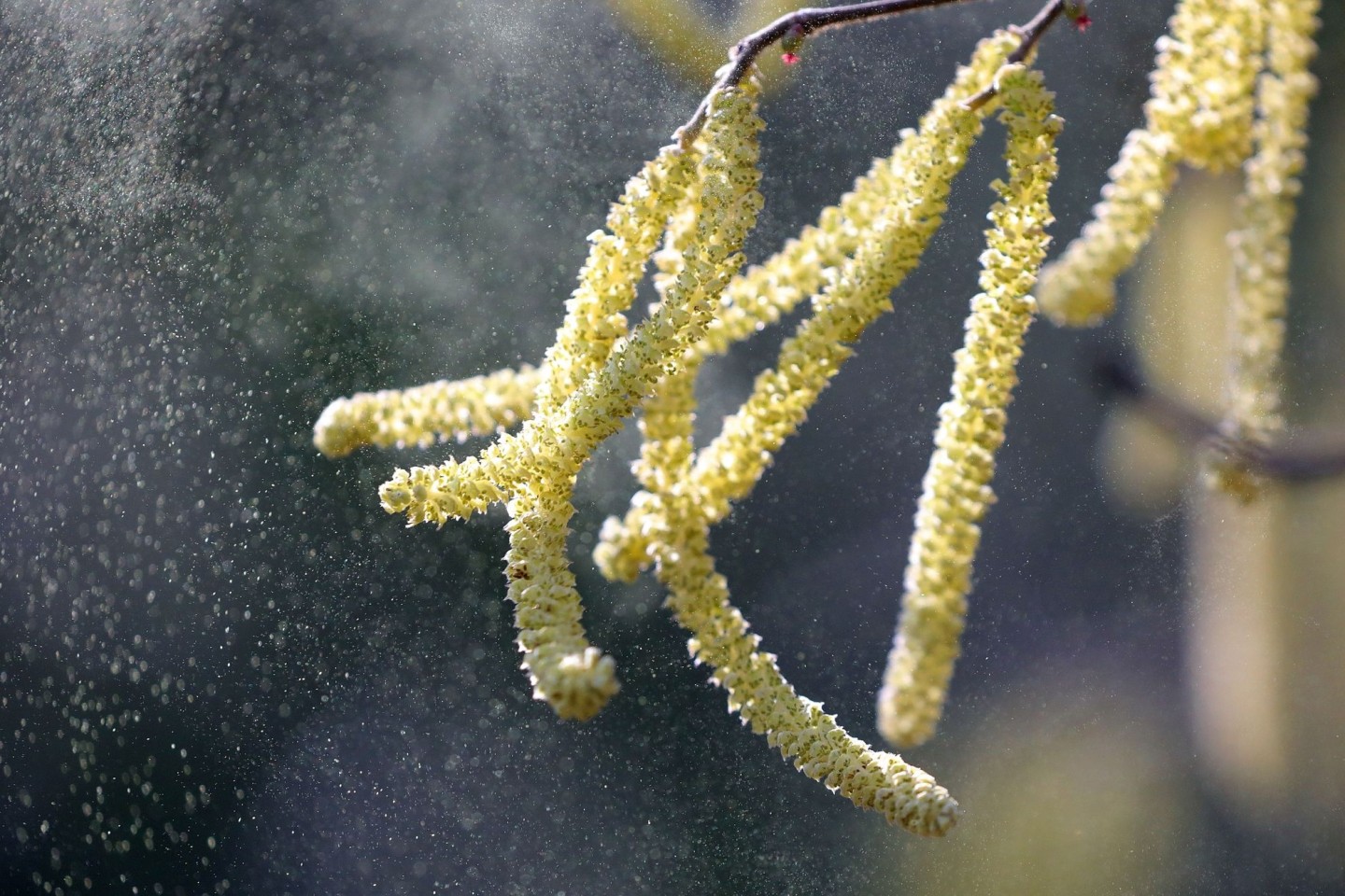 In diesem Jahr haben manche Baumarten ein Mastjahr, in dem sie besonders viele Früchte trügen. Die Folge: überdurchschnittlich ausgeprägter Pollenflug.