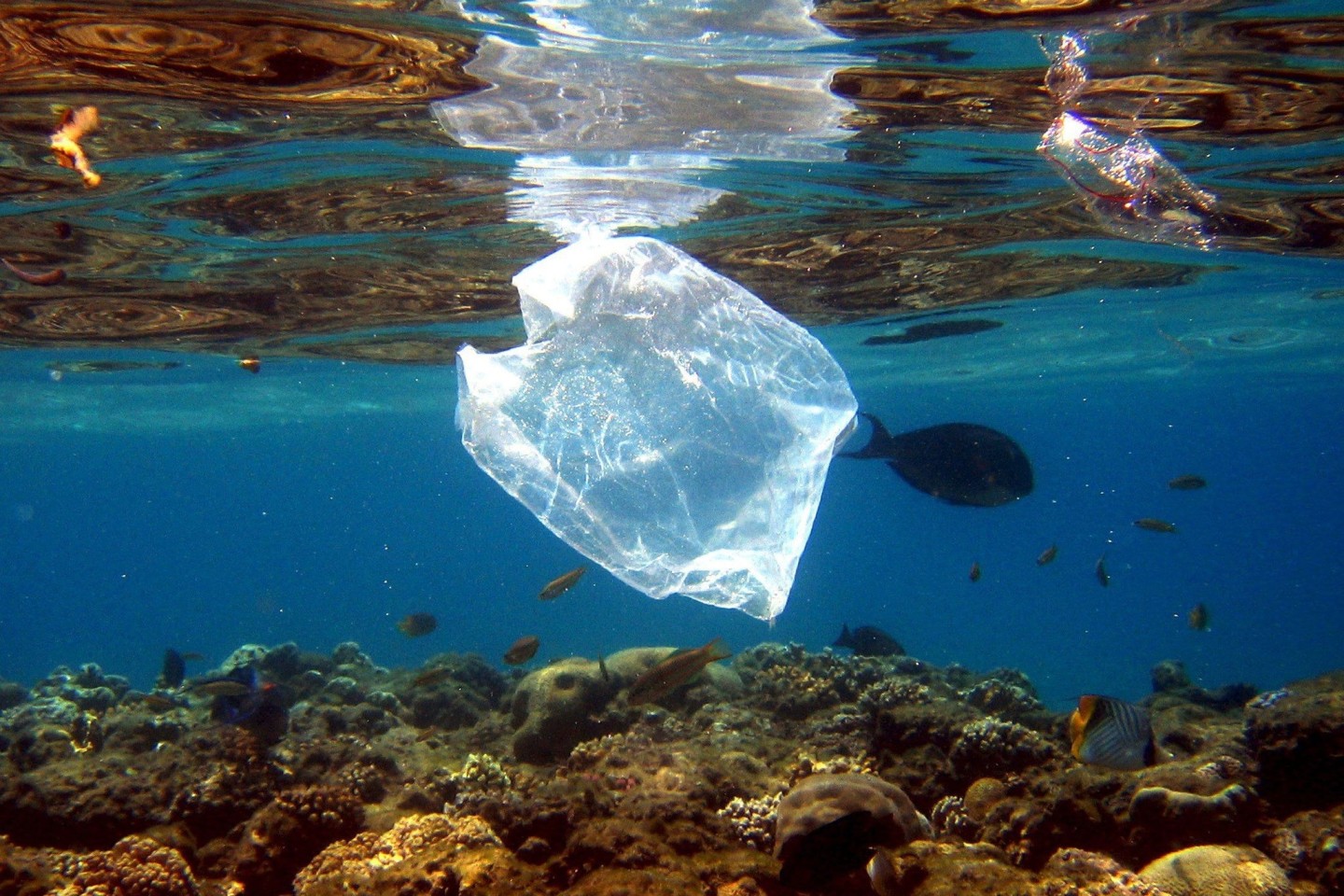 Eine Plastiktüte schwimmt über Korallen im Roten Meer in Ägypten.