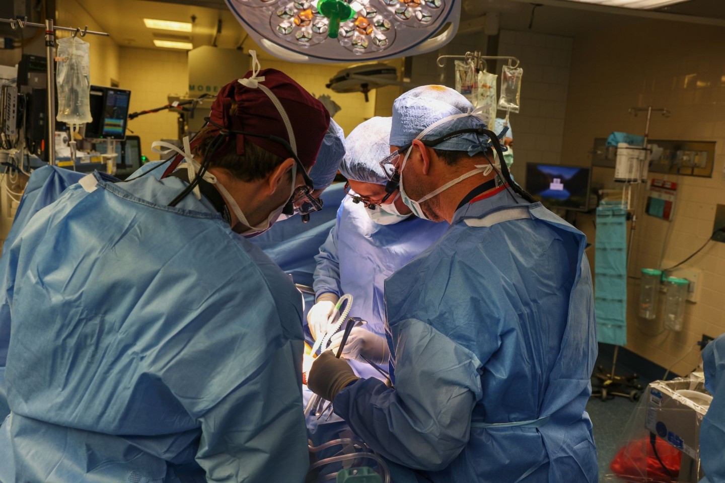 Im Massachusetts General Hospital haben Ärzte einem Patienten eine Schweineniere transplantiert.