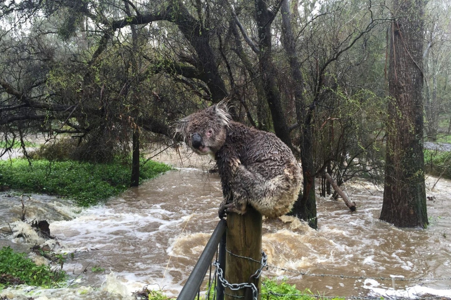 Ein nasser Koala auf einem Zaunpfahl in einem überfluteten Gebiet in Australien.
