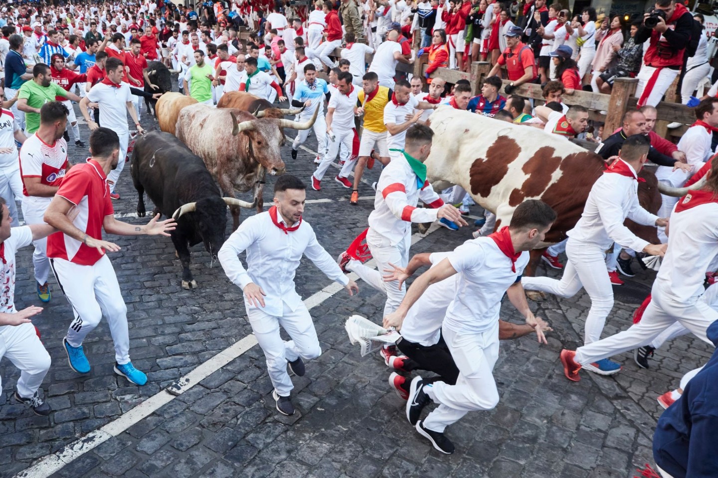Weiß gekleidete junge Männer mit roten Halstüchen laufen beim «Sanfermines»-Fest bei der Stierhatz mit den Tieren.