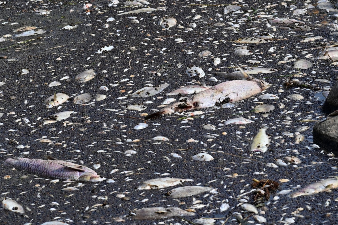 Tote Fische in der Oder.