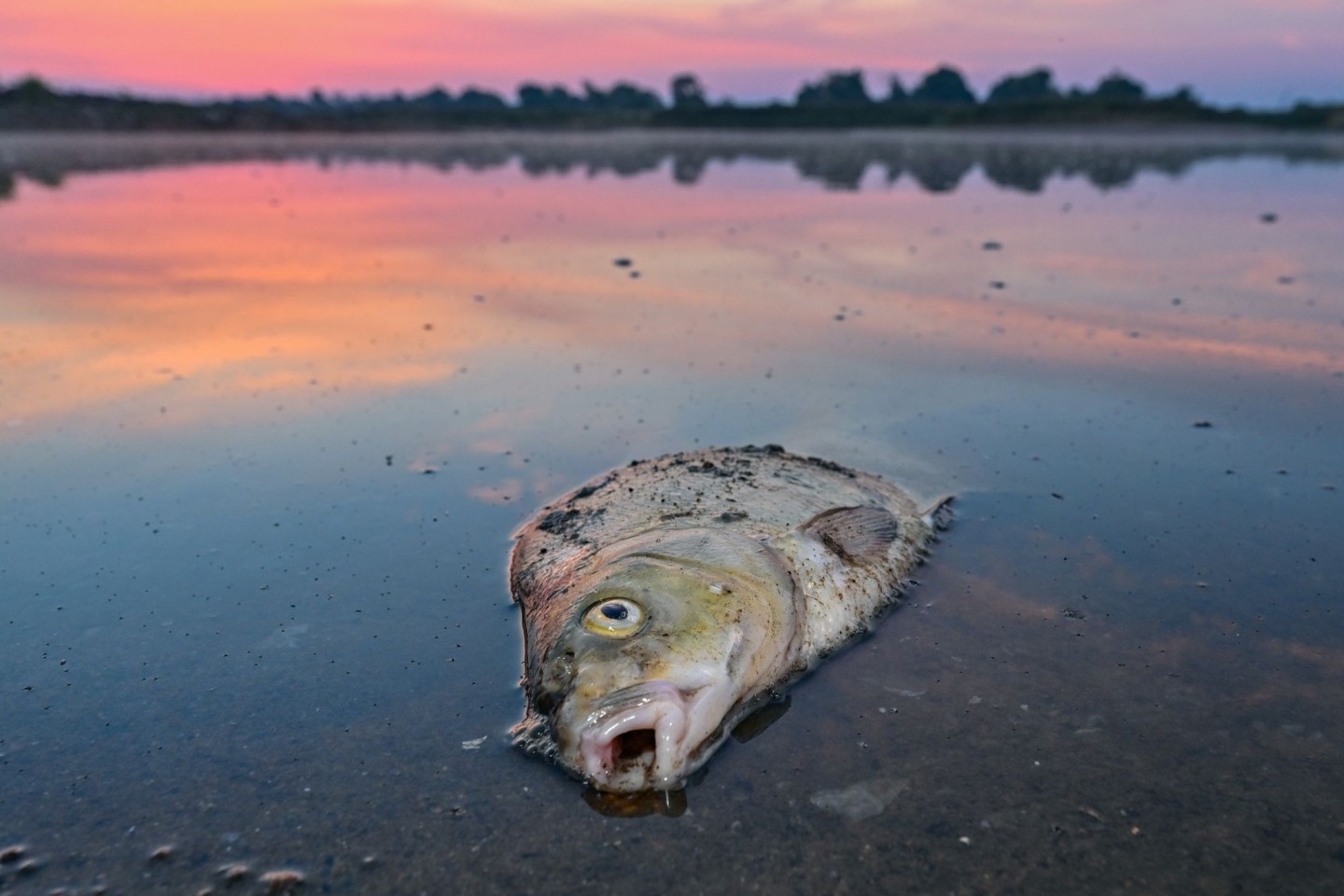 Ein toter Blei im flachen Wasser vom deutsch-polnischen Grenzfluss Oder.