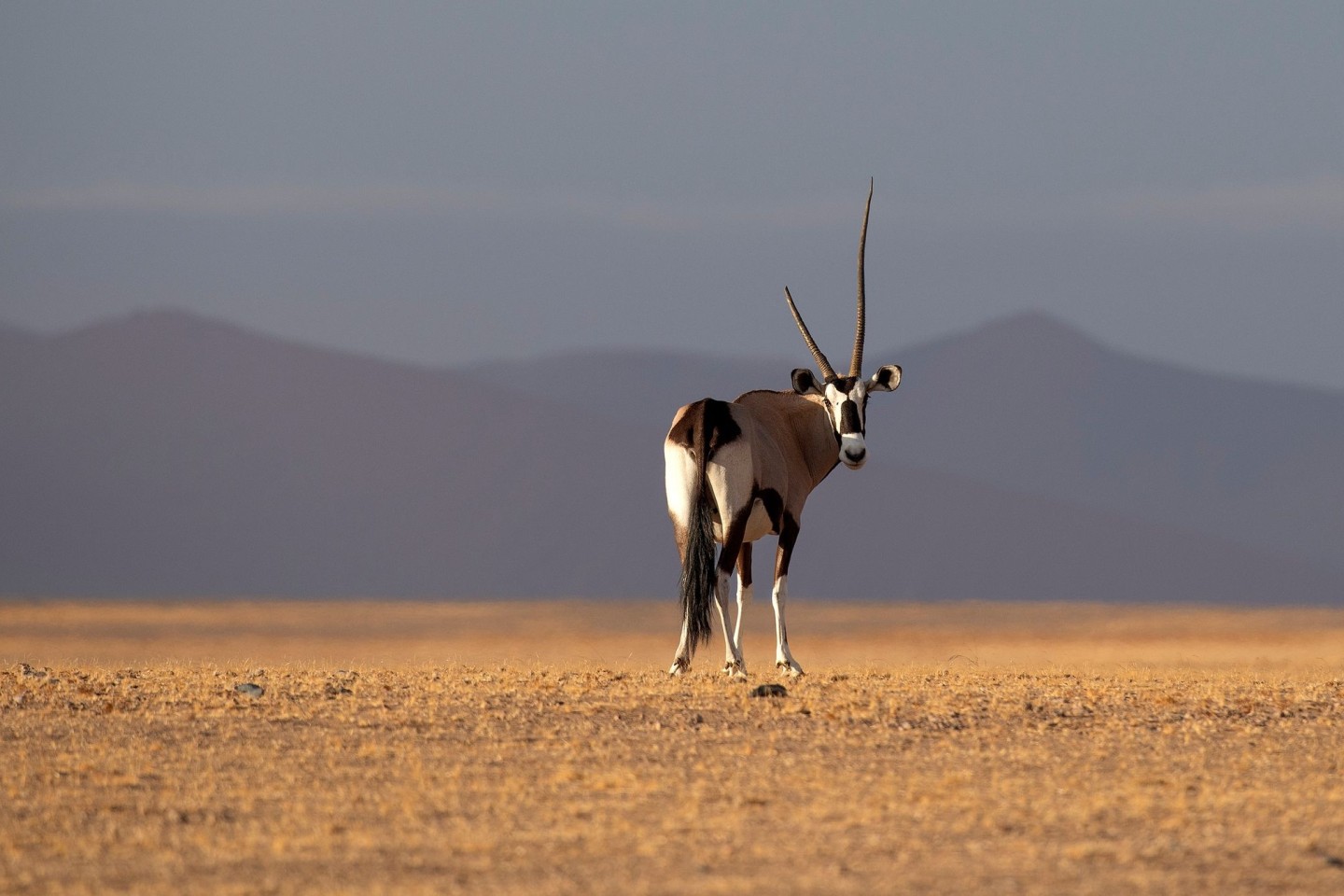 Ein Spießbock im Namib-Naukluft-Nationalpark: Der dramatische Schwund der Artenvielfalt ist nach wissenschaftlichen Studien eine beispiellose Bedrohung für die Gesundheit und Nahrungsmit...