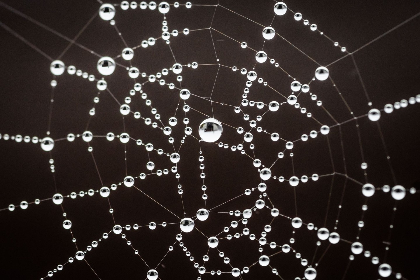 Feine Wassertropfen haben sich bei auf einem Spinnennetz abgesetzt. Forscher haben erstmals Spinnennetze auf kleinste Plastikteilchen untersucht.