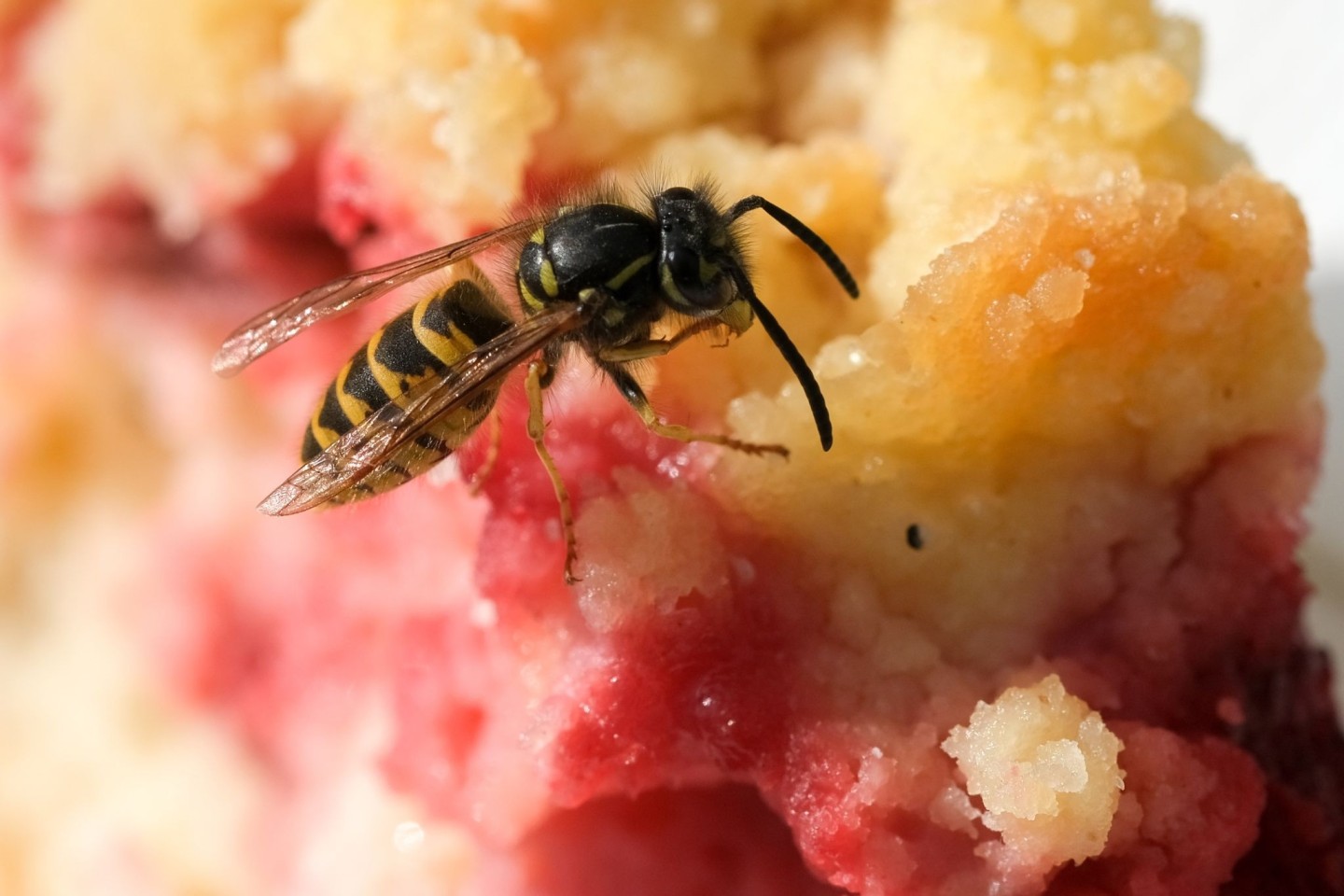 Bald dürfte es wieder mehr von ihnen geben: Wespen und andere Insekten gefällt der trockene Sommer.